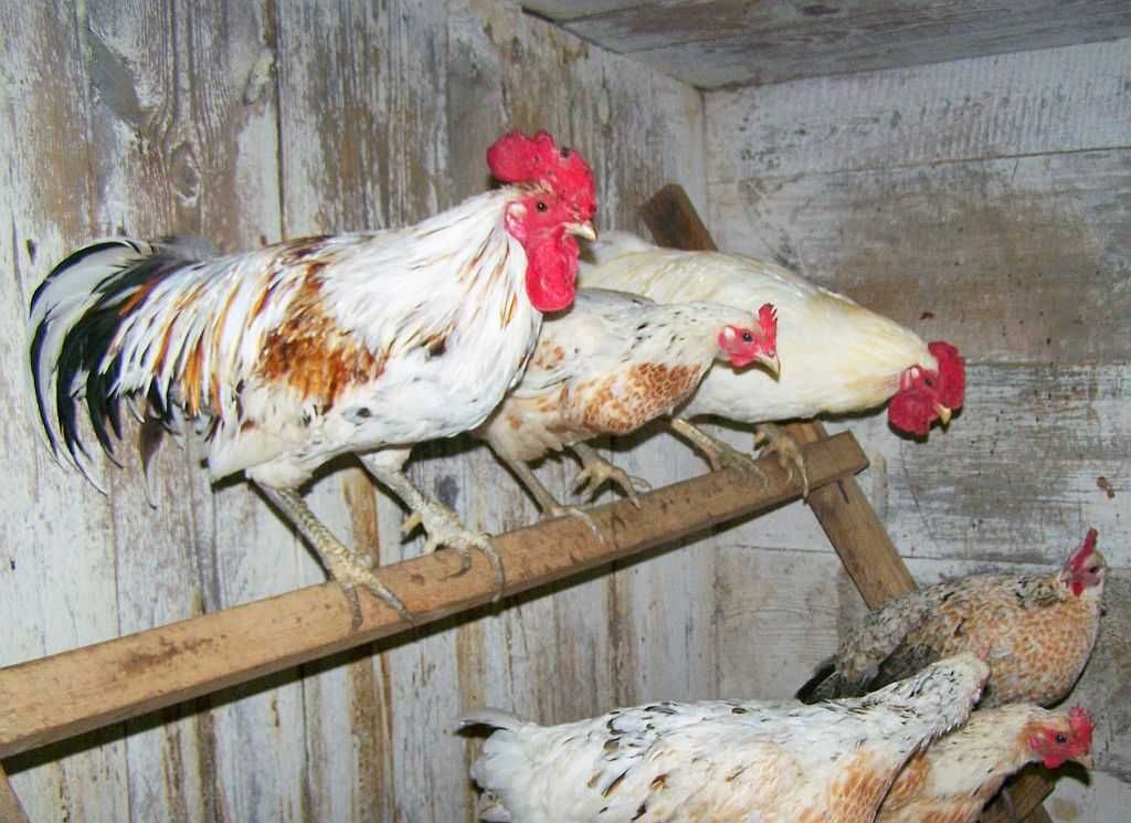 Sprzedam koguty Sułtan, Ketawa, Zielononóżka i Marans