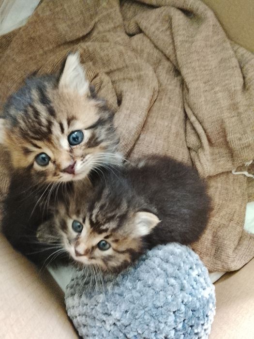 Отдам котят в хорошие руки