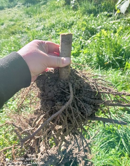 Павловнія Шан Тонг, Пао Тонг, Войлочна, корінь, коріння павловнії