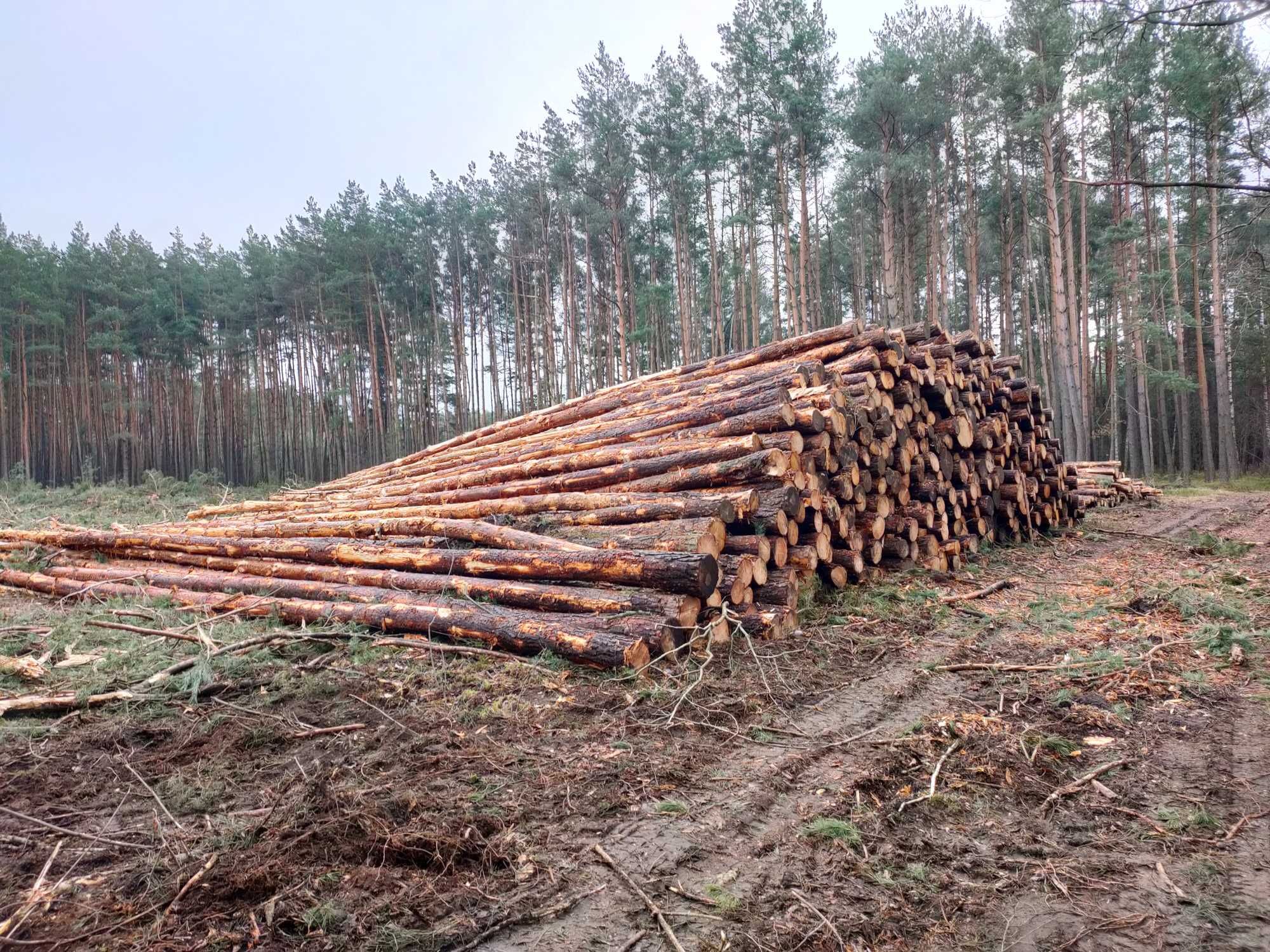 Usługi wycinki drewna skup drewna sosna brzoza dąb i lasu na pniu