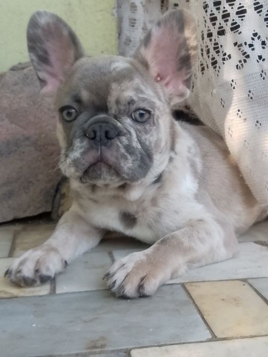 Цуценя французького бульдога