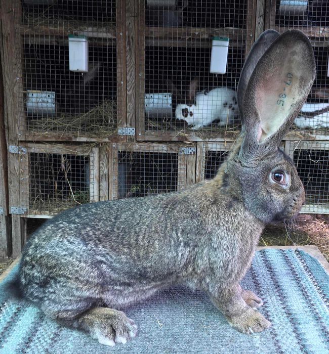 Бельгійський велетень  ( сірий )