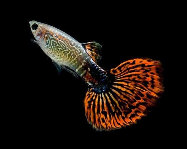 Guppy Cobra Vermelho 3,5cm (Poecilia reticulata)