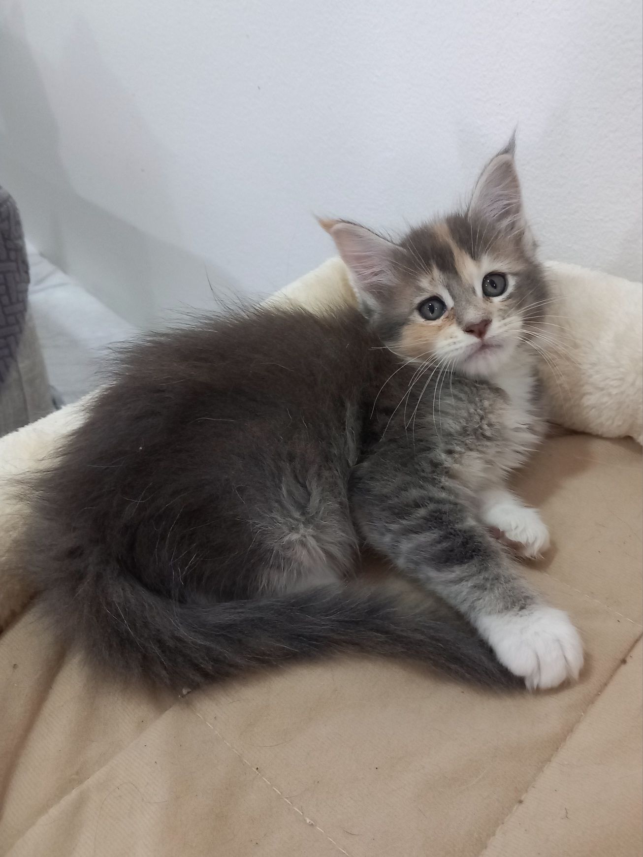 Gatinho Maine Coon com Lop