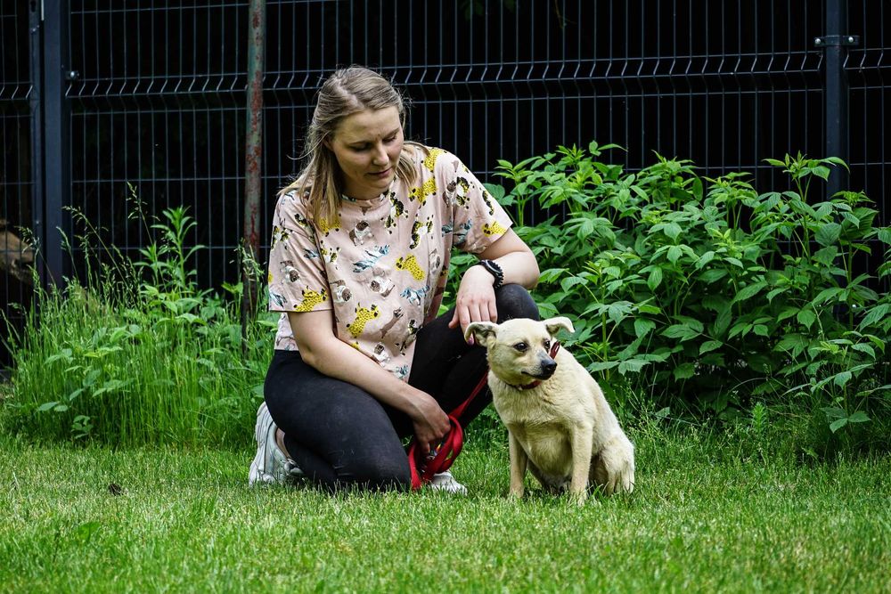 Sewen - niewielki, łagodny śliczny pies szuka domu