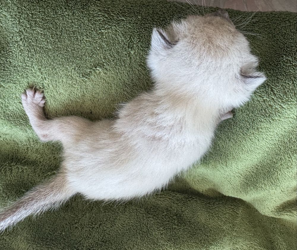 Kocurek balijski do felinoterapii z Hodowli Jagodowa Miłość