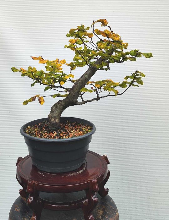 Pre Bonsai buk pospolity