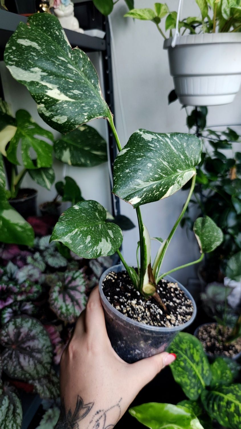 Monstera Тайське сузір'я верхівка та її низ рослини