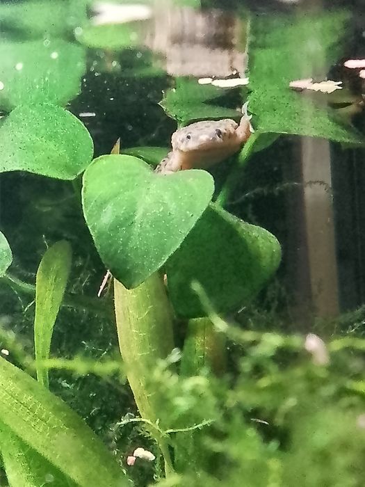 Żabka karlik szponiasty