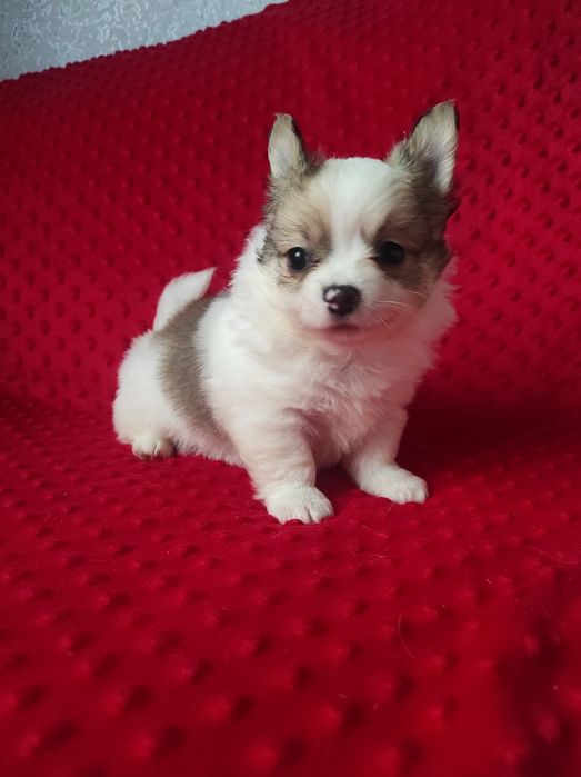 НУ очень красивый малыш!!!