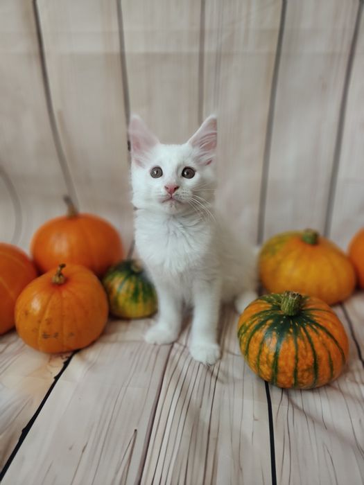 Kotka Omega Maine coon biała , słysząca