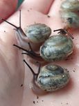 5x Pleurodonte isabella "blue" - ślimak egzotyczny