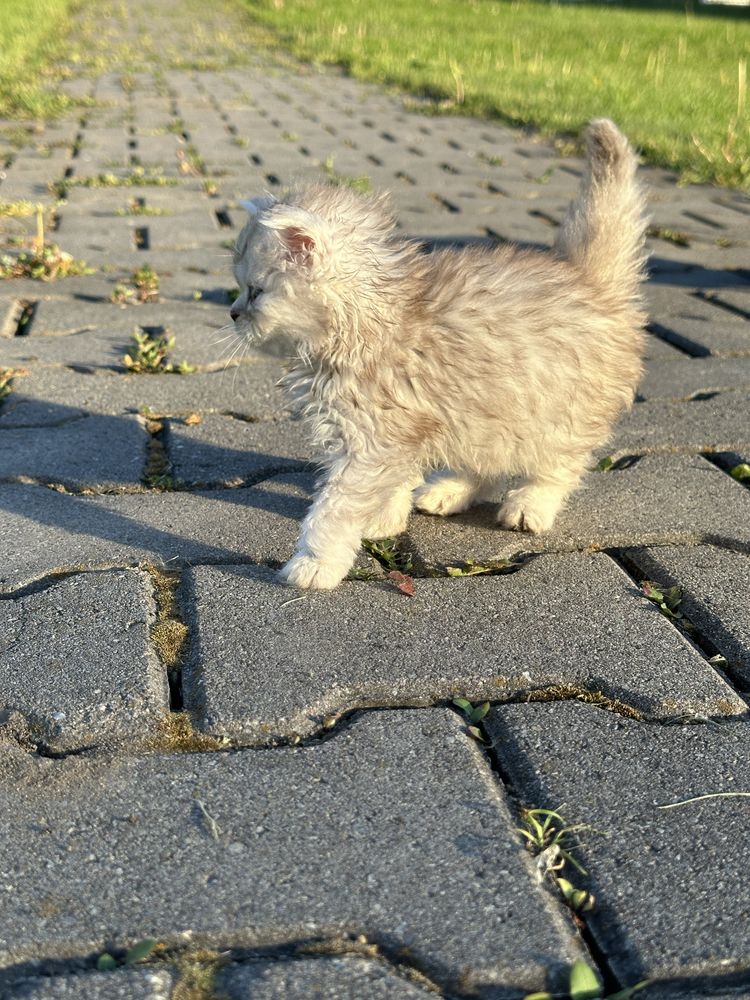 Шотландські висловухі кошенята