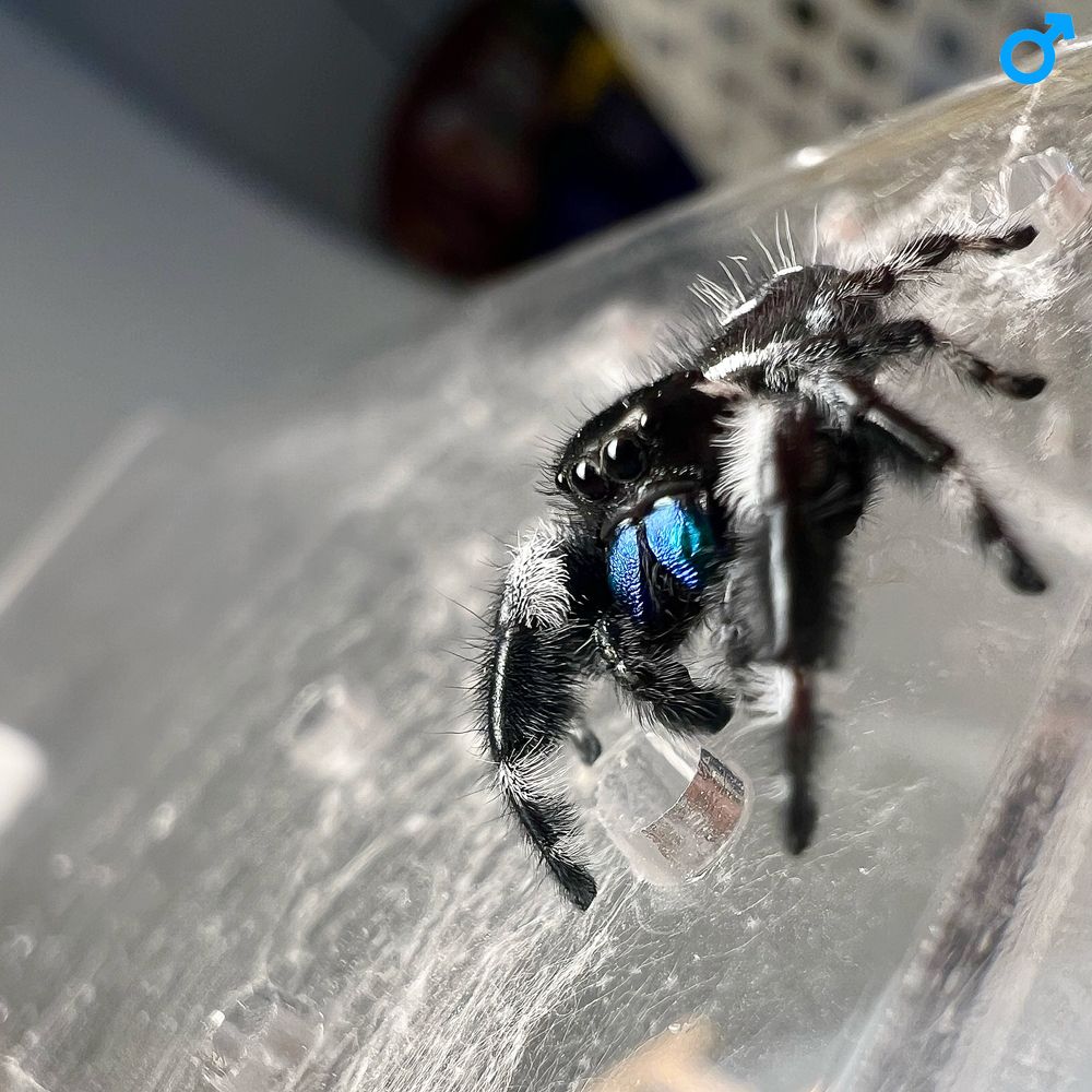 Skakun królewski Phidippus regius