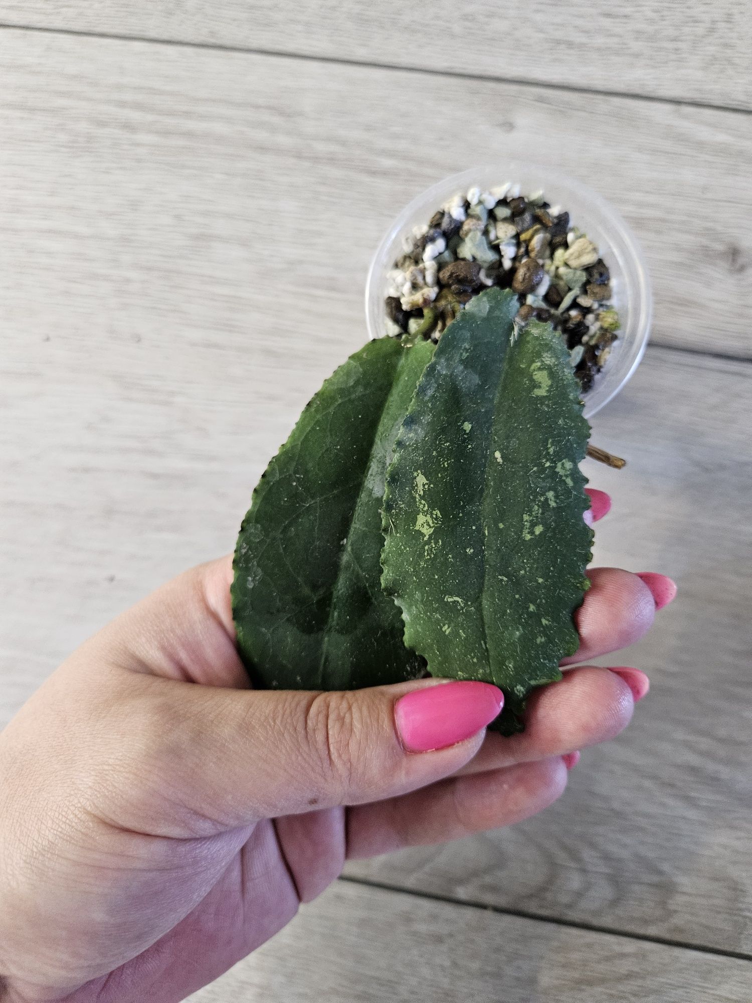 Hoya undulata Black