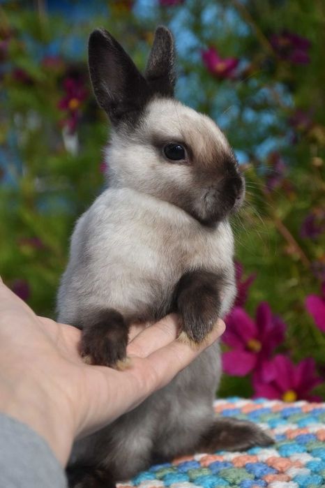 Karzełek niderlandzki / do kg w dorosłości