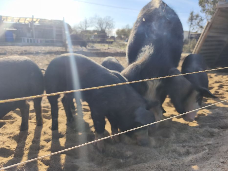 Vendo leitões com 2 meses