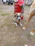 Cachorrinho Para Adoção
