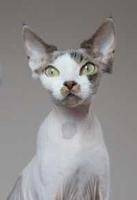 Devon Rex kocurek