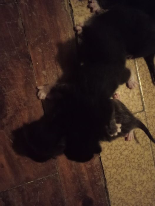 4 crias de gatos bebés