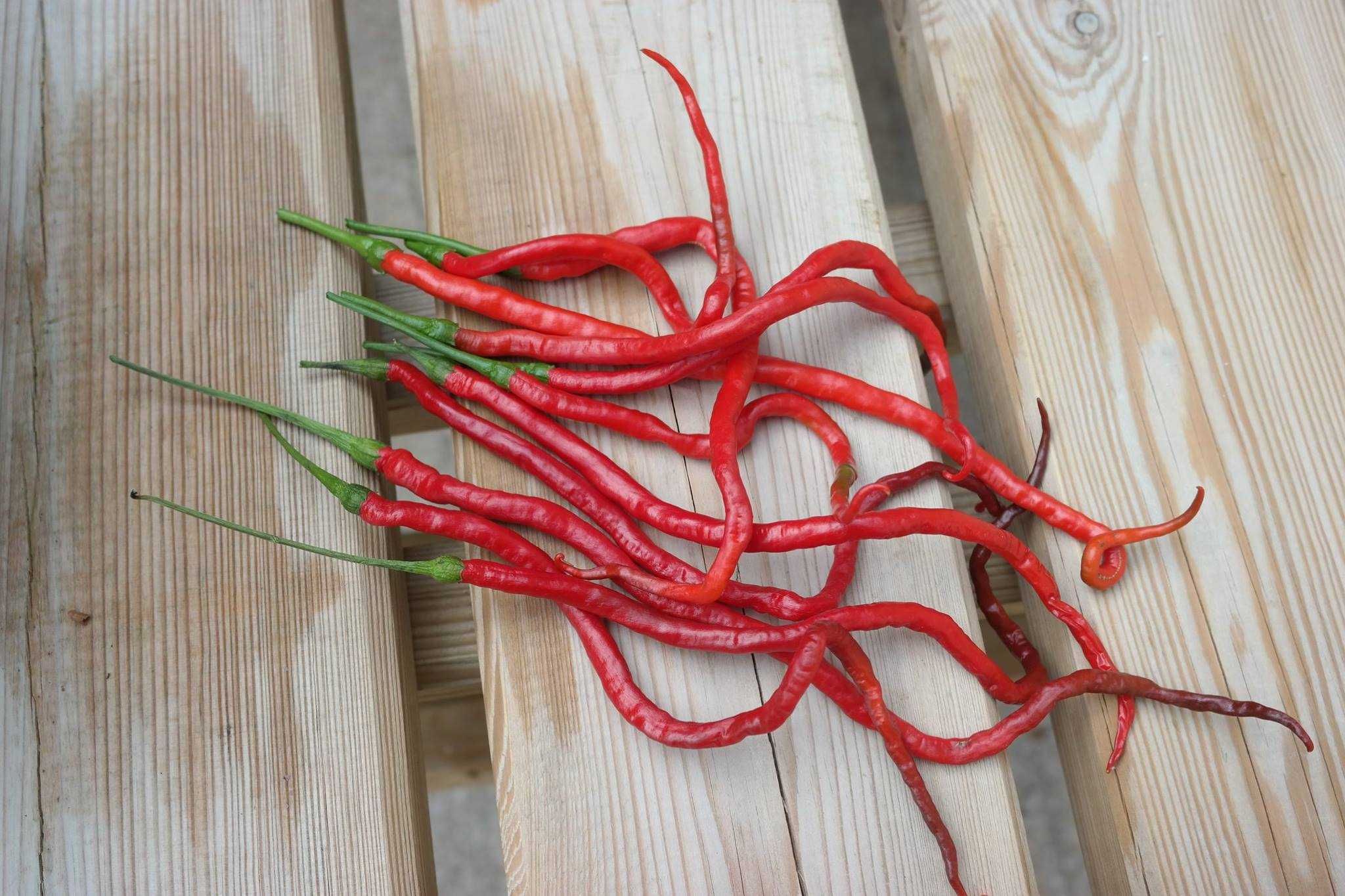 10 sementes de Pimenta Thunder Mountain Longhorn
