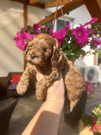 Cavapoo PIESEK odbiór od 6 lipiec