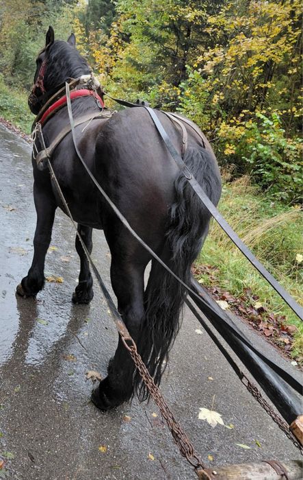 Sprzedam konia wałacha