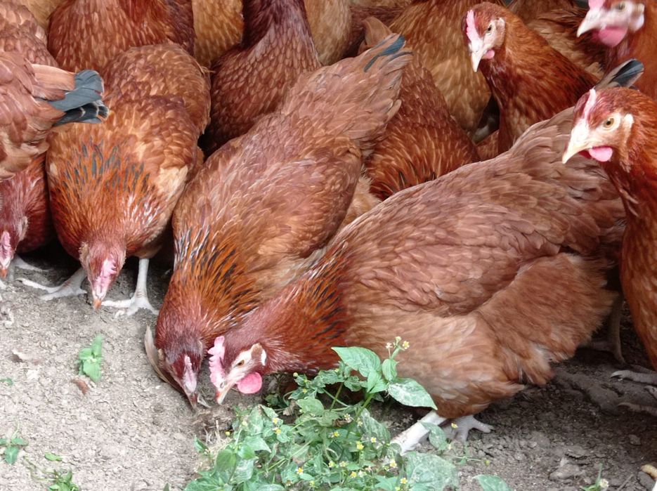 Rossa młode kurki  Rosa kokoszki leghorn  zielononóżki