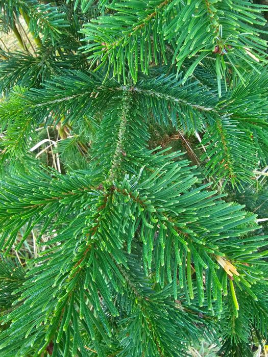 Jodły - Choinki do Kościoła