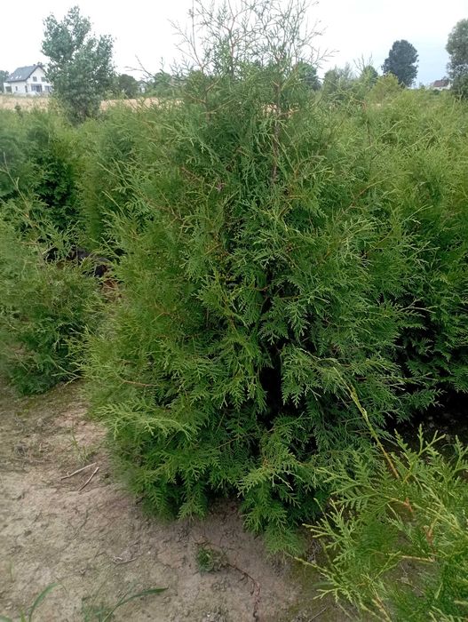 Duże tuje szmaragd brabant aureospicata drzewka transport