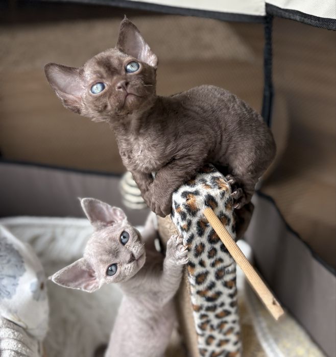 Devon rex kocurek