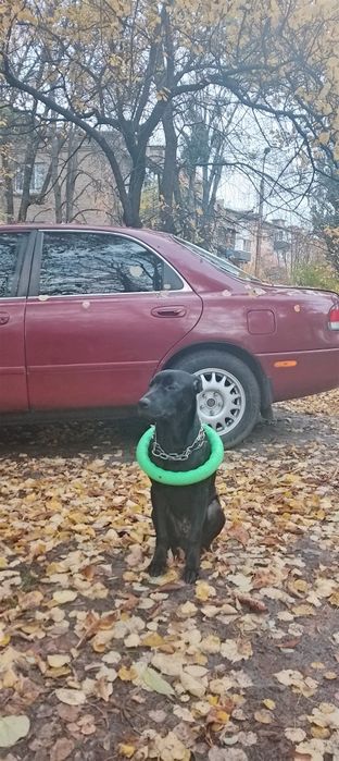 Віддам собачку в гарні руки!