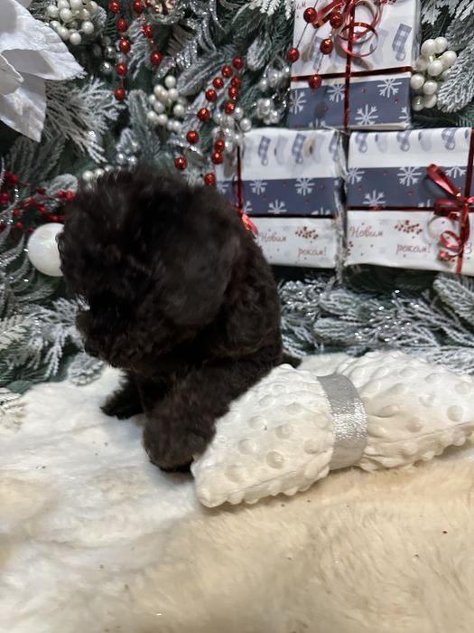 Чорний хлопчик пудель