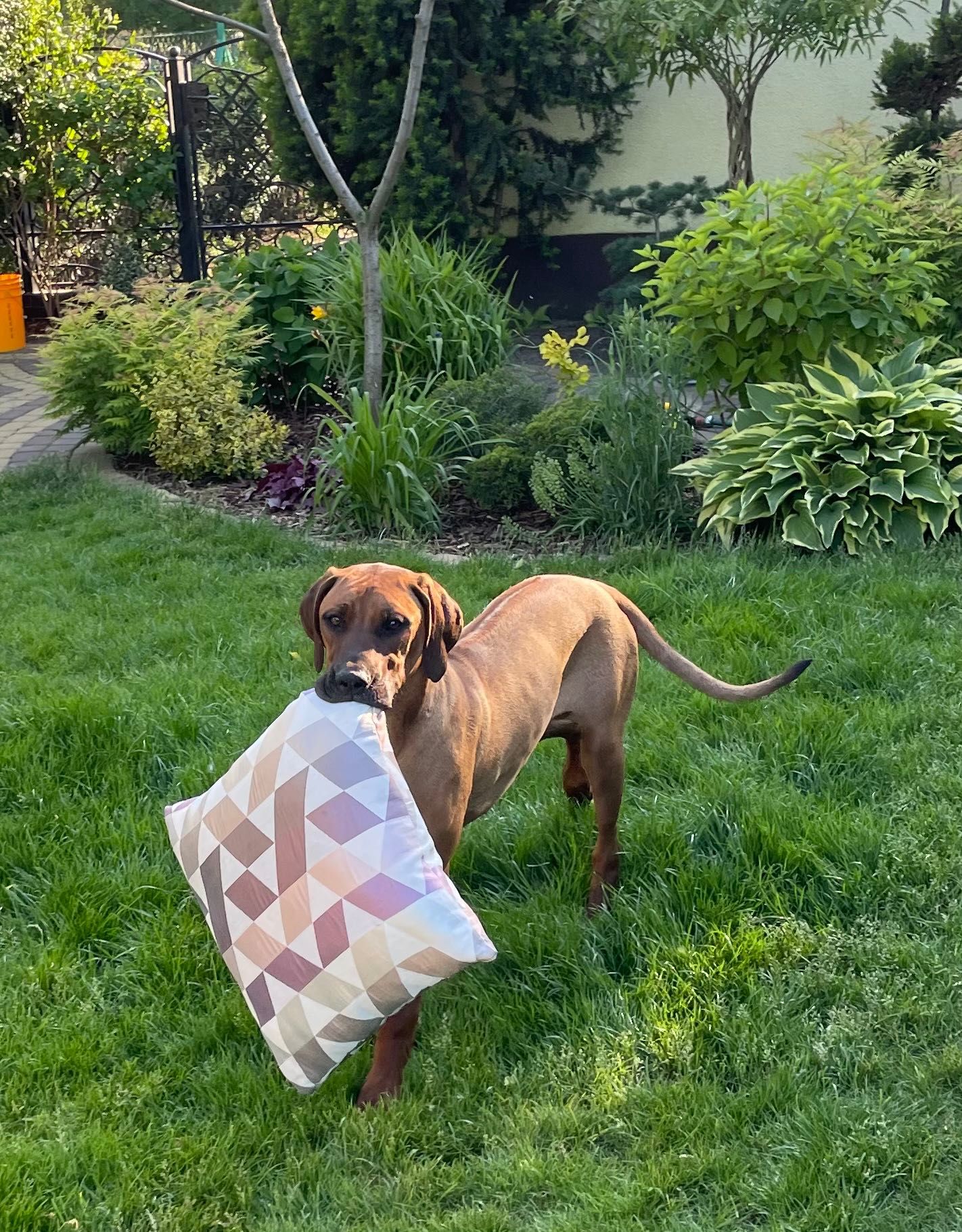 Rhodesian Ridgeback LIKWIDACJA HODOWLI HURYS wybitnie wystawowa suczka