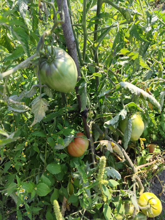 Vendo produtos frescos e naturais directos da horta!