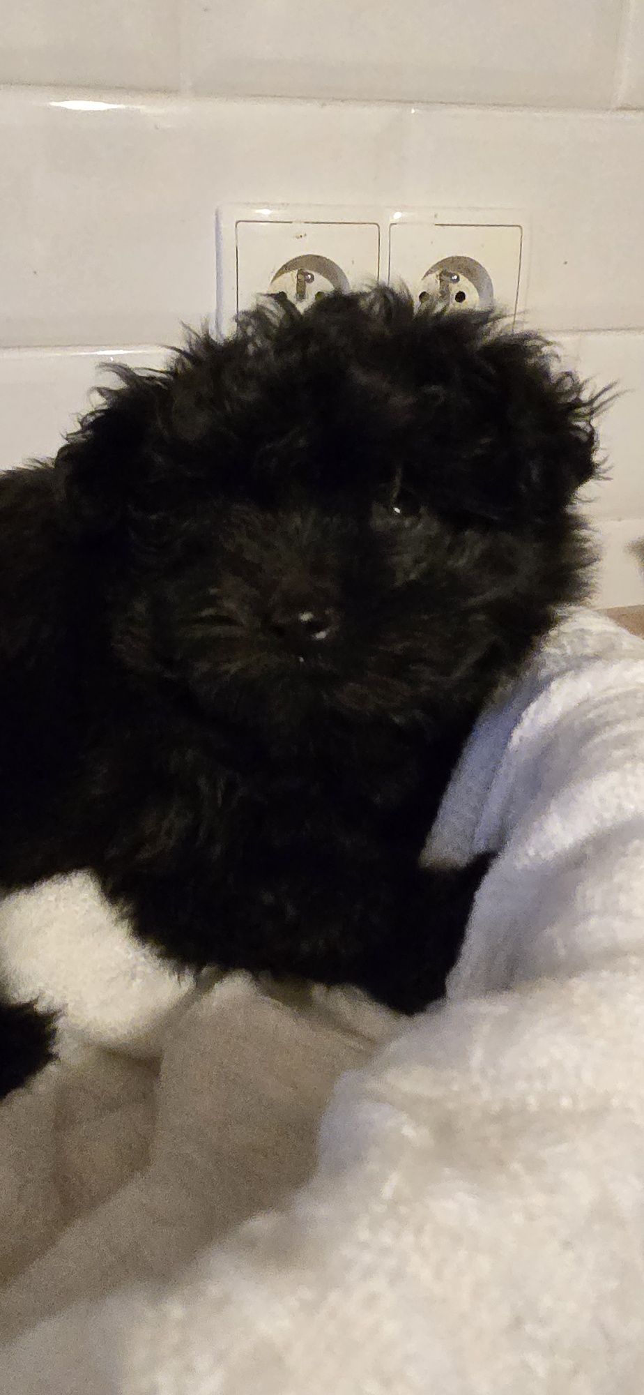 Pomapoo śliczna kuleczka