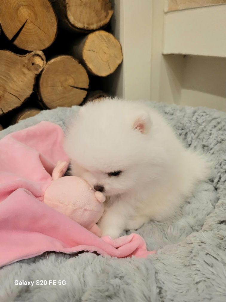 Pomeranian biała dziewczynka