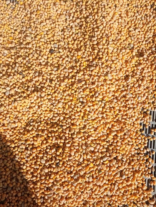 Насіння сої 2025 року