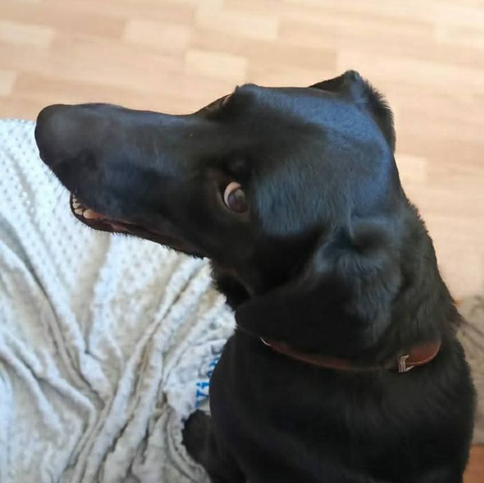 Piesek do adopcji