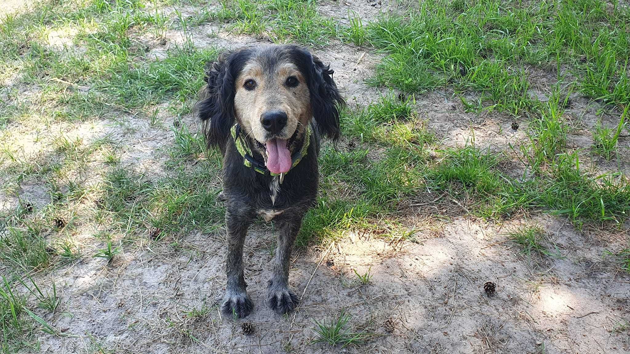 spaniel  uszatek w schronisku w lututowie  aktualne