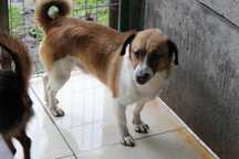 871255 Wirus do adopcji