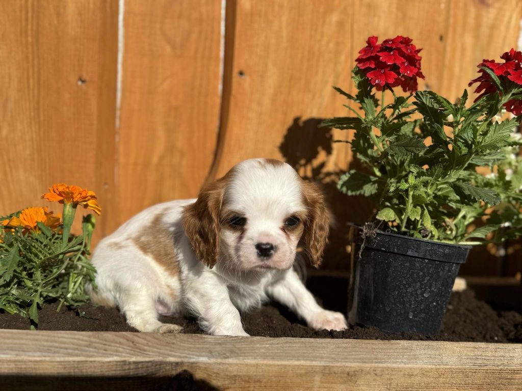 Piesek Cavalier king Charles spaniel