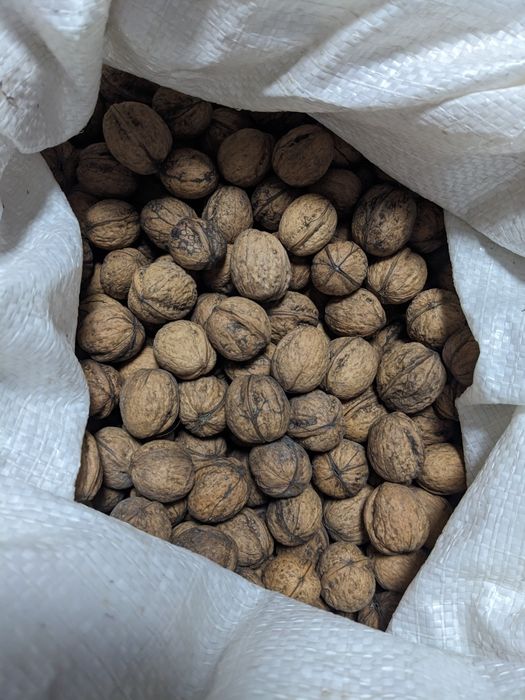 Грецький горіх неочищений