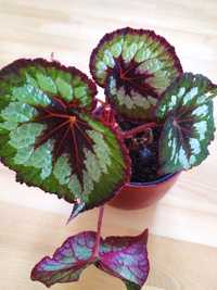 Begonia królewska