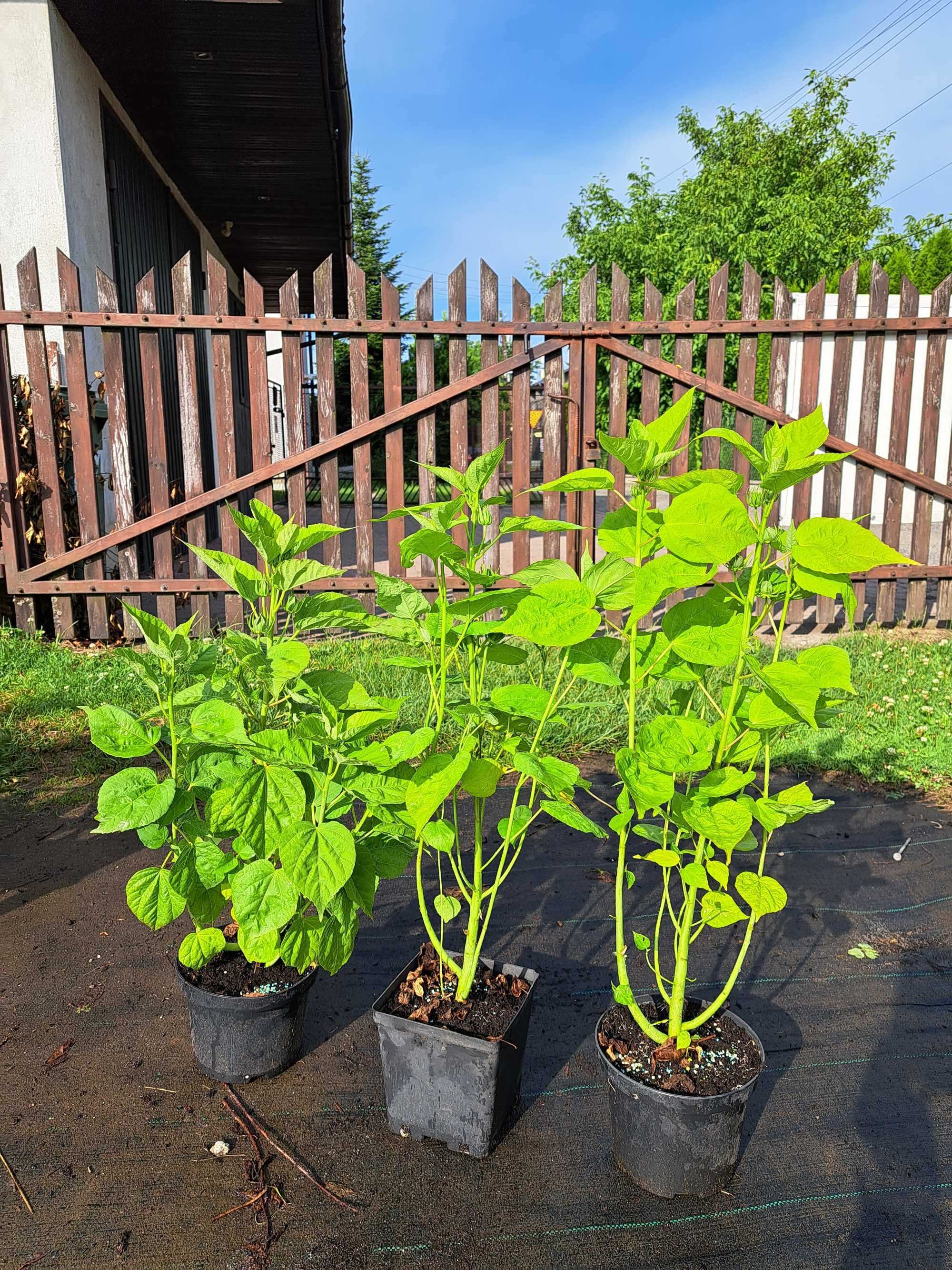 Hibiskusy bylinowe /błotne, bagienne/