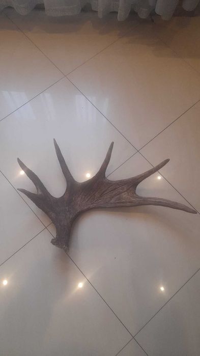 Łopat łosia poroża