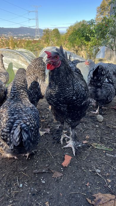 Galos Malines adultos