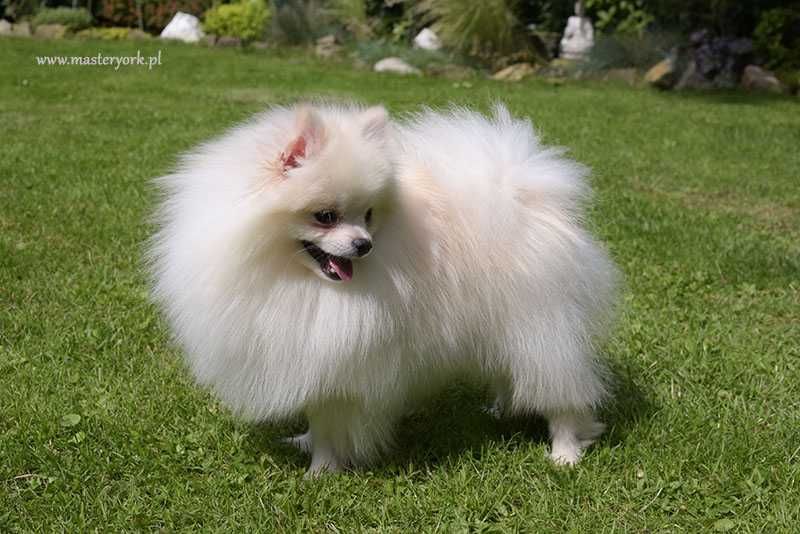 Szpic miniaturowy Pomeranian z metryką ZKwP(FCI)
