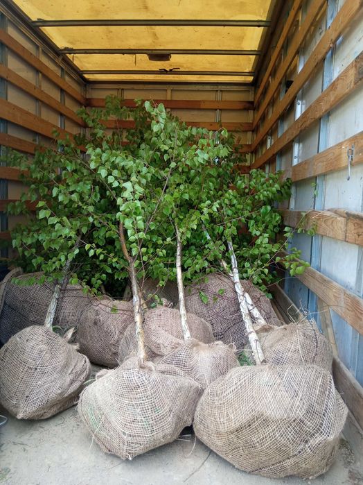 Sadzonki drzewaGrab6-25cm,klon,lipa,brzoza,jesion,olcha,topola,wierzba