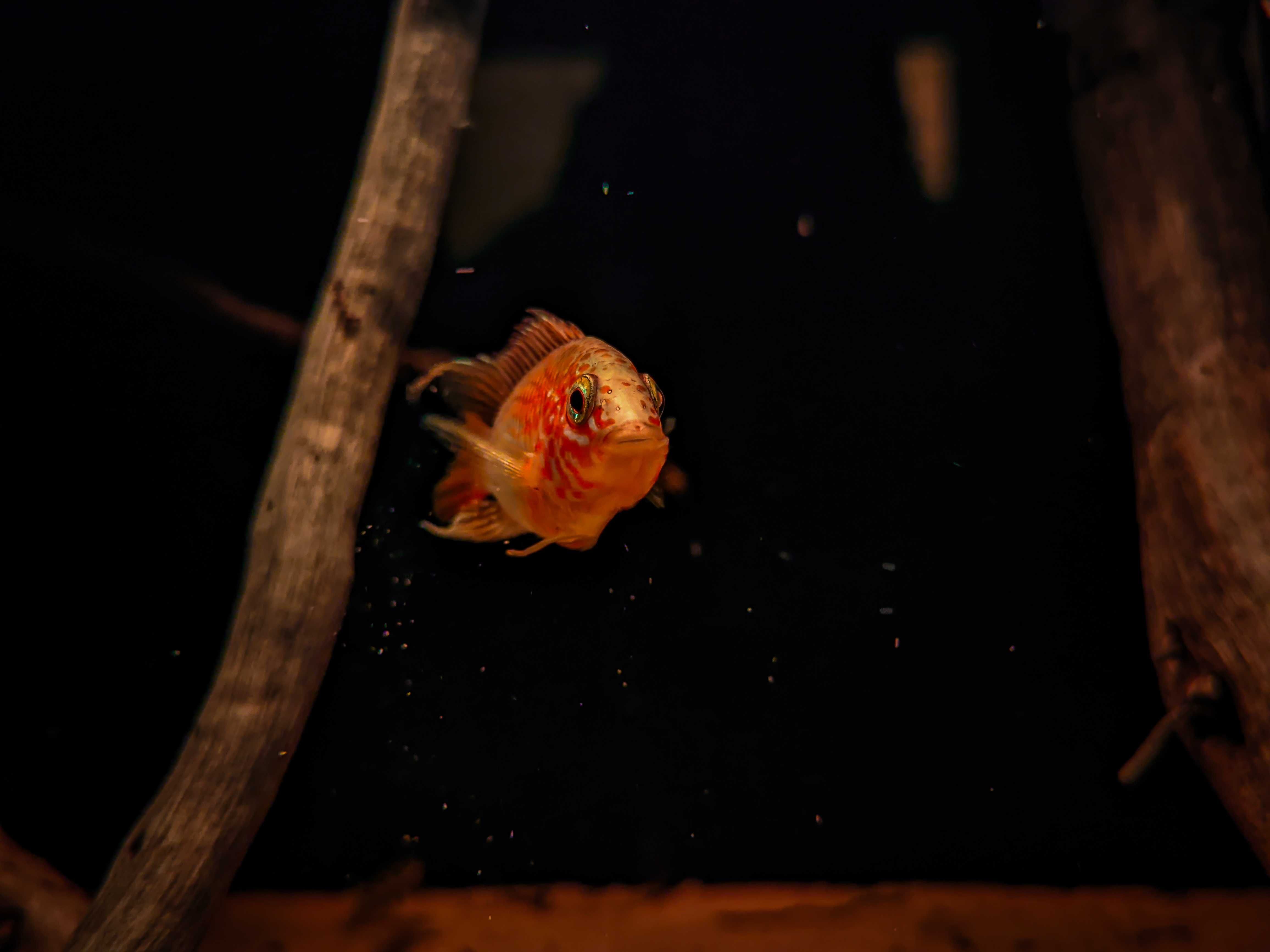 Sprzedam pielęgniczki Apistogramma Macmasteri "gold"